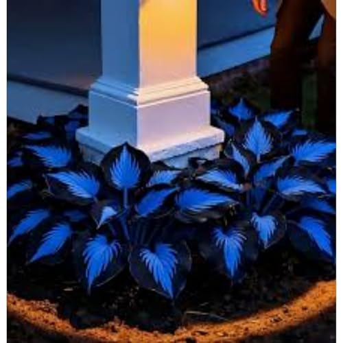 Bulbi di Hosta per Giardini Ombreggiati - Foglie Decorative e Resistenza，Rizoma di Hosta-4 Bulbi-b