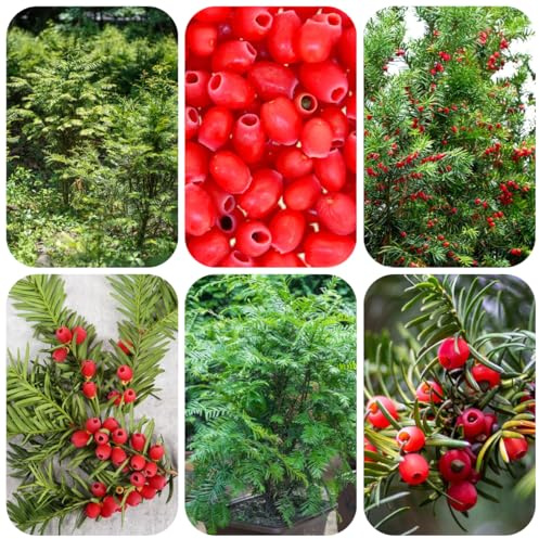 semi di tasso Taxus baccata, veri da appartamento sempreverdi resistenti per il giardino resistenti da balcone, 130pcs