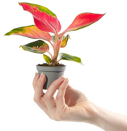 Baby Chinese Evergreen Plant - Aglaonema Red Zirkon | Small Indoor Plant with Red Foliage, Green & White Variegation | Small Air Purifying Houseplant for Home, Office, Kitchen