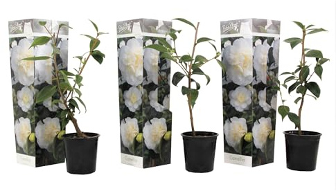 Plant in a Box - Japanische Kamelie 'Brush Field' Weiß - 3er Set - Kamelie rose pflanzen - Winterhart - Gartenpflanzen - Topf 9cm - Höhe 25-40cm