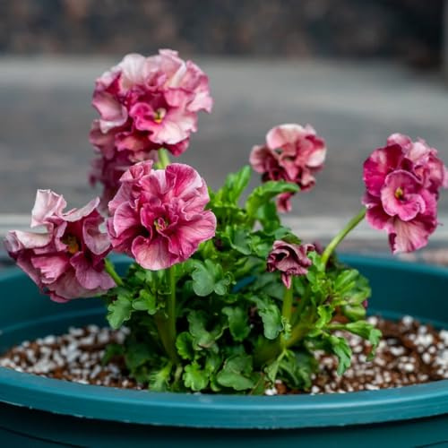 semi di viola cornuta perenni - decorazione soggiorno giardino regali sostenibili giardino resistenti biologici 400pcs