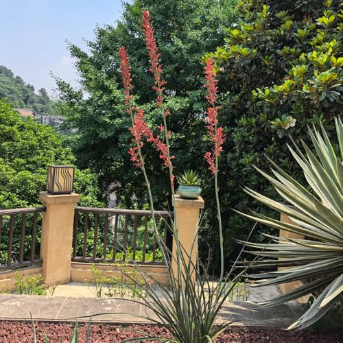 semillas lirio de palma de balcón resistentes bonsái jardín balcón con parterre interior reales silvestres silvestres perennes resistentes 10pcs