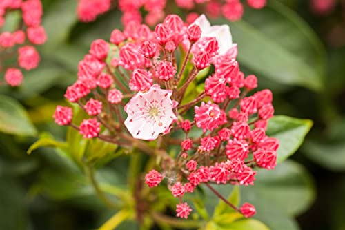 Kalmia latifolia 'Peppermint' 20–30 cm – Winterhart, Immergrün, Mehrjährig – Berglorbeer – Zierstrauch für Garten & Schattenbeet
