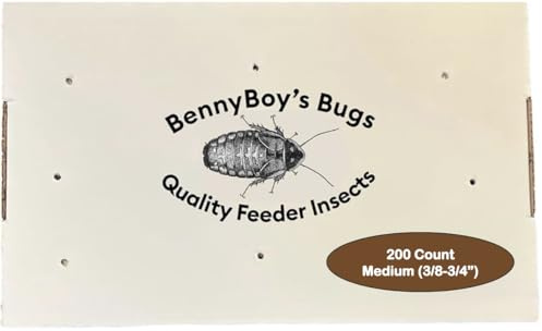 BENNYBOY'S BUGS 200 Medium Dubia Roaches (3/8”–3/4”) – Live Feeder Insects for Bearded Dragons, Reptiles & Amphibians – Gut Loaded