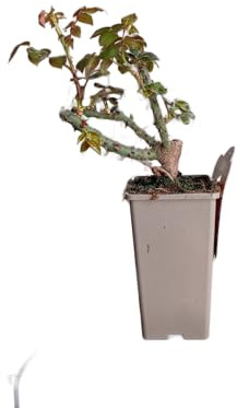 Rosal Rojo de Flores Vivas Planta Ornamental Ideal para el Hogar