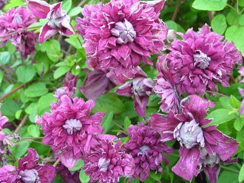 Clematis Purpurea Plena Elegans, 1 Live Starter Plants, Double Purple Flowering Vine, 2-Inch Grower Pots