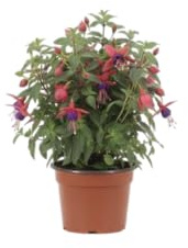 Planta de Fucsia Colgante para Patio y Jardín con Floración Abundante y Colores Intensos DECOALIVE