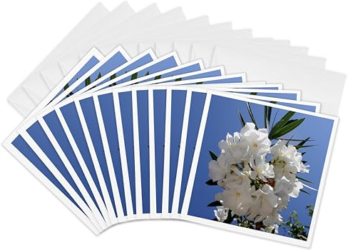 3dRose Greeting Cards - Nerium Oleander White - 6 by 6-inches, set of 12 (gc_320697_2)