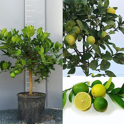 SAVINI VIVAI Zitruspflanze Mexikanische saure Limette im 20 cm Topf, Höhe 70 cm, 2-3 Jahre Veredelung, hergestellt in Italien