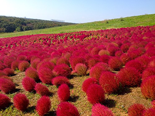 300 Semi Bush Kochia Scoparia halb Rote Laterne Semi oro Kochia Scoparia Erba arbusto ornamentale