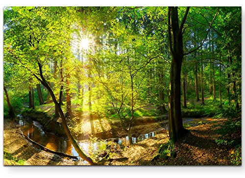 Paul Sinus Art Leinwandbilder | Bilder Leinwand 120x80cm Wald im Sonnenschein