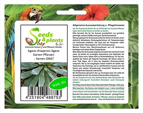 Stk - 10x Agave chiapensis Agave Garten Pflanzen - Samen ID667 - Seeds & Plants Shop by Ipsa