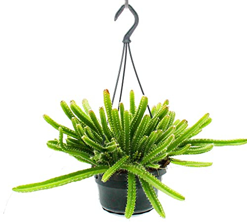 Exotenherz Zimmerpflanze zum Hängen Hylocereus undatus Drachenfrucht Pitahaya 14cm Ampel Schlangenkaktus