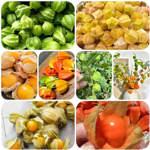 semi resistenti di Physalis semi, luoghi soleggiati physalis colonnari rare, vecchie varietà, 350pcs