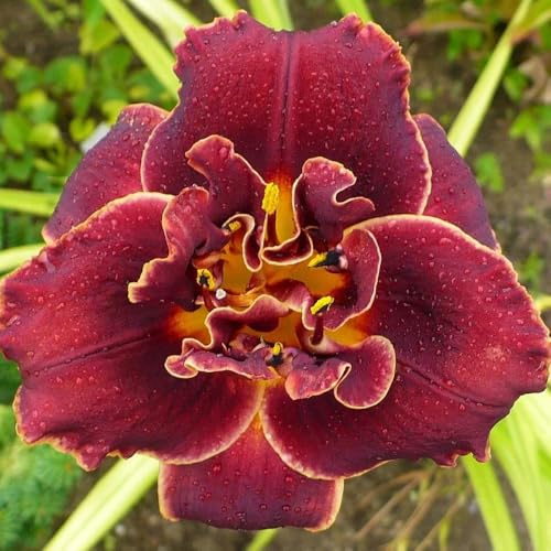Taglilien, Hemerocallis fulva hochbeet wohnzimmer deko seltene zimmerpflanzen gartenblumen balkonpflanzen zierblumen für sonnige plätze bonsai balkon blumensamen kletterpflanzen 600samen