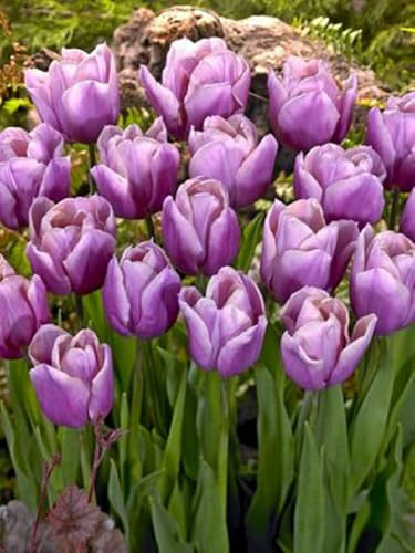 Mysteriöse magische Glühbirne,Winterhart - Mehrjährige Blumenzwiebel ist winterhart,2026 Winterhart pflanzen-5 Tulpen Zwiebeln