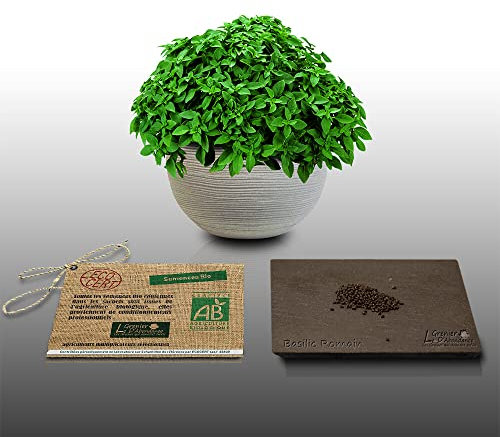 100 graines Bio à semer - Le Grenier d'Abondance - BASILIC Romain - Certifié AB - Ocimum basilicum