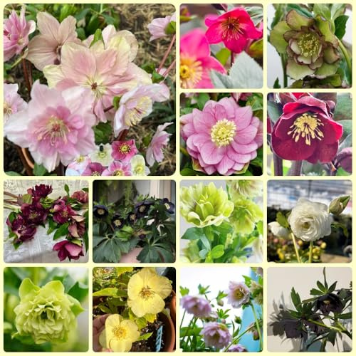 Christrose, blumensamen gastgeschenk Helleborus thibetanus, für sonnige plätze bodendecker garten blumenwiese 300Samen