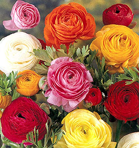 40 Bulbi di Ranuncoli (Ranunculus asiaticus) in miscuglio a fior di Peonia (40)