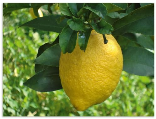 ARTland Wanddeko Wandbild Alu Verbundplatte für Innen & Outdoor Bild Pflanze Zitrone Frucht Obst Baum Natur U4YF