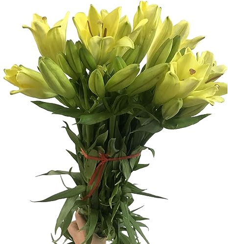 19 Yellow Lily Flowers Fresh Cut Flower Bouquet Gifts for home decoration birthdays anniversaries healing sympathy friendship and love