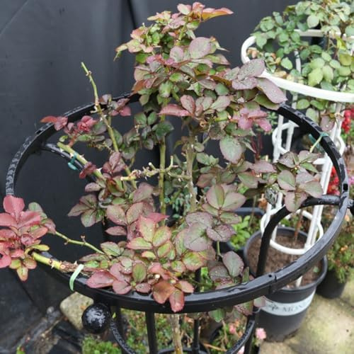 Treillis de jardin en métal pour plantes grimpantes, support vertical en forme d'obélisque pour intérieur et extérieur, résistant aux intempéries (185 cm)