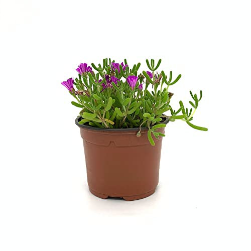 Planta de Mesem Natural Suculenta con Flores Violetas Ideales para Adornar Cualquier Estancia del Jadín o la Terraza