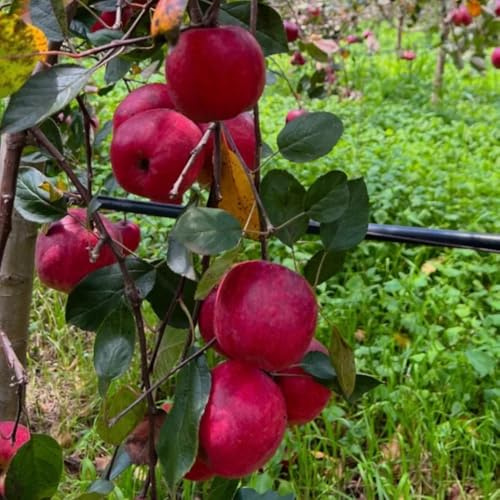 Semi di melo, Malus pumila, resistenti per contenitori da balcone resistenti semi da giardino frutto colonnare resistente regali sostenibili decorazione 10pcs