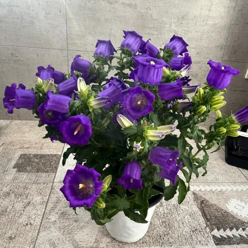 semi di campanula - resistenti decorative giardino, balcone 550pcs