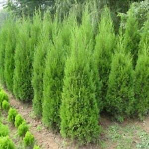 Aachondra Nuovi semi di cipresso verde fresco da 100 pezzi
