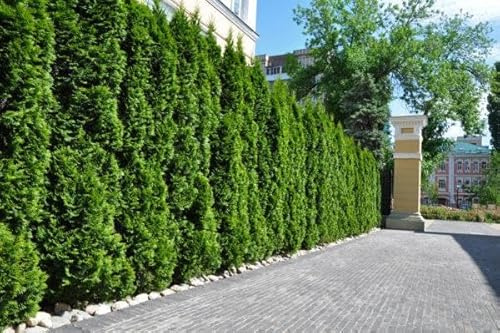 20st. Thuja Smaragd 140-160cm ohne Topf gemessen | XXL Topfware Lebensbaum | Immergrüne Heckenpflanze | Schmal, pflegeleicht & winterhart, Baumschulqualität