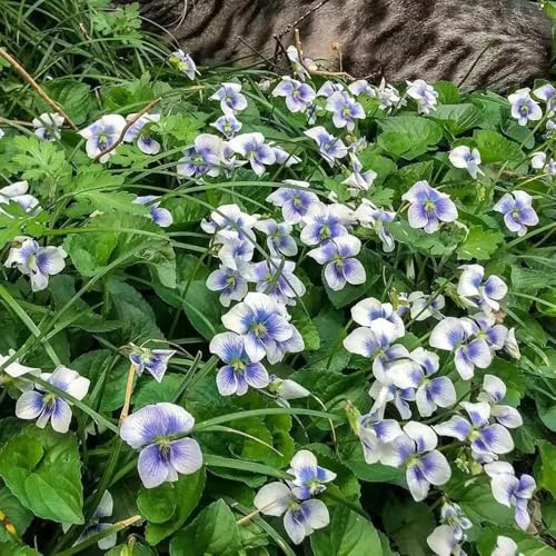 Duftveilchen, bodendecker winterhart mehrjährig Viola odorata, blumensamen kräutergarten seltene gartenpflanzen 150Samen