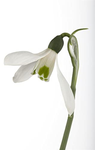 Galanthus nivalis 9x9 cm Topf – Winterhart, Mehrjährig, Pflegeleicht – Schneeglöckchen – Zwiebelpflanze für Beet & Garten
