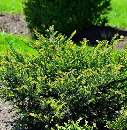 Eibe KRenkes leiner Grüner® 20-25cm - Taxus baccata