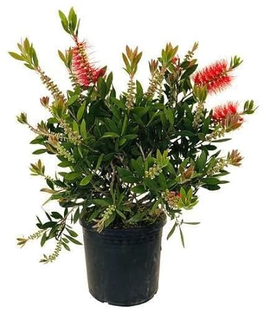 Callistemon Arbusto Natural de Flores Rojas