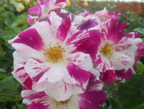 Oh Wow - Climbing Rose - Striking Purple & White Scented Blooms - 4ltr Potted Rose