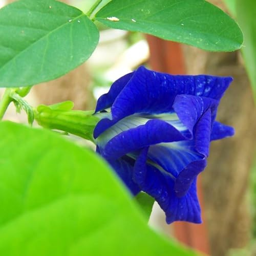 Pois bleu - Clitoria ternatea - bleu