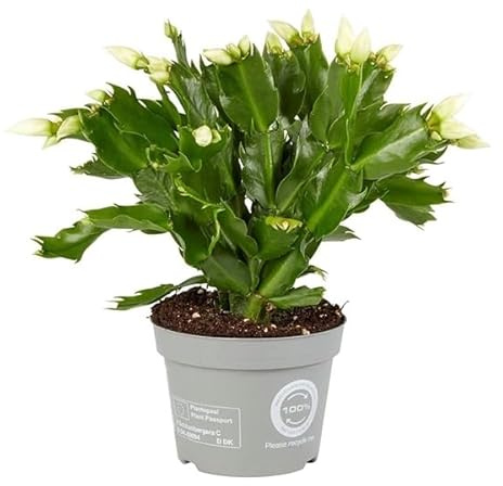 Cactus de Navidad Schlumbergera Planta Natural Fácil de Cuidar