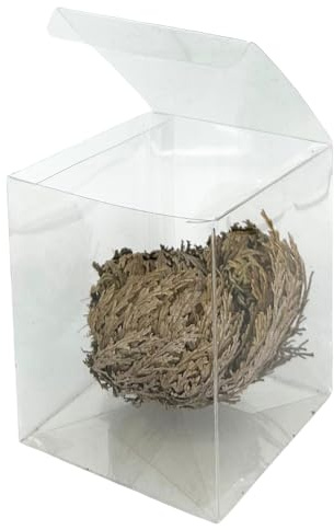 acquaverde | Rosa del Deserto in Confezione Regalo, Pianta di Gerico Simbolo di Rinascita, Resurrezione e Purificazione, Rosa di Jerico per Casa e Decorazioni, Selaginella Lepidophylla Senza Radici