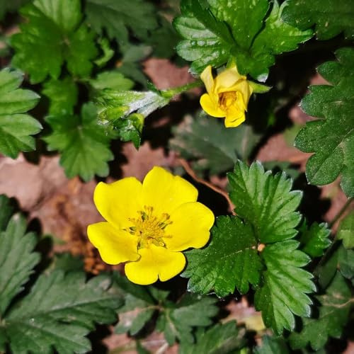 semi biologici di d'oca - da appartamento, giardino selvatici, resistenti, 100pcs