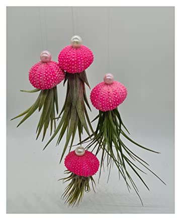 Stk - 4x Seeigel Pink leuchten in Gelb Nachts mit Hängepflanze Lebende Tillandsia SI6 - Seeds & Plants Shop by Ipsa