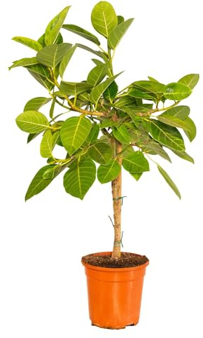 Bonplants Ficus, Alberello Sempreverde, Vaso 21 cm, h 85 cm (Elastica Altissima)