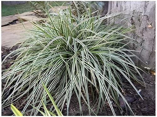 Stauden Gänge 10 x Carex oshimensis 'Everest' Japan Segge winterhart | Niedriges Ziergras für Sonne bis Schatten, Blüte April bis Mai, mehrjährig, 1 L Topf (11x11 cm)