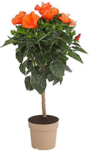Dehner Hibiskus, Stämmchen mit Trichterblüten, ca. 70-80 cm, Ø Topf 17 cm, Zierpflanze