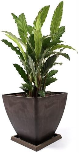 KOTARBAU® Maceta de Materiales reciclados 30 x 30 cm, Maceteros reciclados, Macetero con Plato, Macetero Cuadrado, Macetero marrón Reciclado, Maceta ecológica, Tiesto para Plantas para Exteriores
