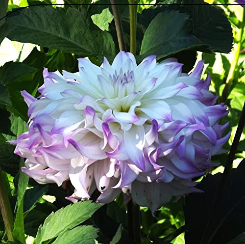 Ausverkauf : Dahlienknolle : Dahlia - Dahlie Schmuckdahlie  Ferncliff Illusion  1 Knolle/Rhizom
