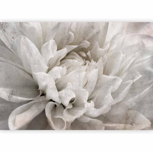 murando Fotomurales Abstracto 350x256 cm Papel pintado tejido no tejido coración Pared corativos Murales morna Diseno Fotográfico Flores Dahlie Aspecto concreto Gris b-C-10360-a-a