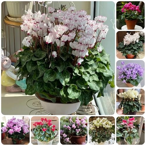 cyclamen alpenveilchen blumenwiese mehrjährig alpenveilchensamen blumendeko, exotische winterhart blumenbeet blumenwiese 125pcs