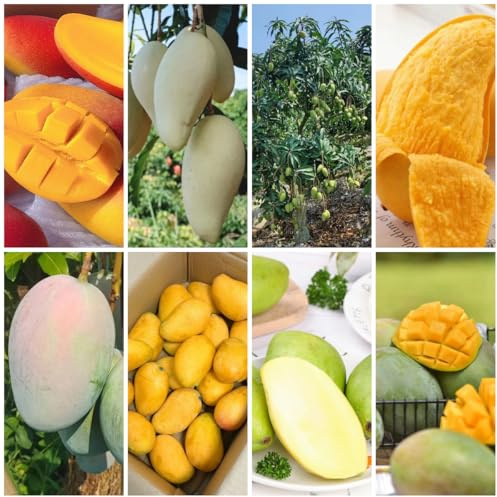 semillas de mango para - mango - resistentes para jardín resistentes al jardín, orgánicas raras, 15pcs