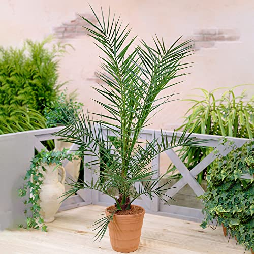 GardenersDream 2x Phoenix Canariensis Palme (80-100 cm) - Kanarische Dattelpalme - Winterharte Palmen für Garten - Kübelpflanzen mit Mediterranem Flair